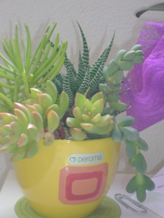 mini jardim de catus